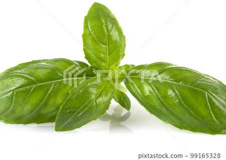 Fresh green leaf basil 99165328