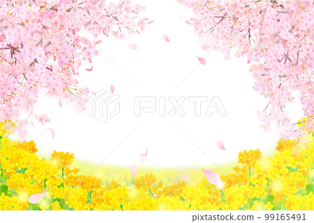 White background frame of spring cherry blossoms with beautiful and gorgeous petals scattered on the riverbed where rape blossoms bloom 99165491
