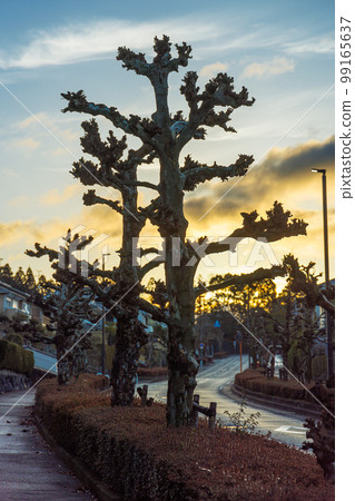 A midwinter dawn in a residential area after the rain, the trees lining the bus street and the sunrise sky 99165637