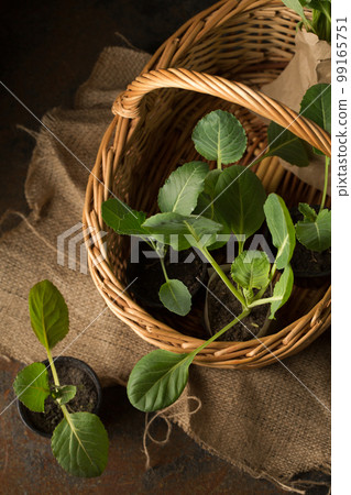 Fresh cabbage seedlings in a basket on a dark background 99165751