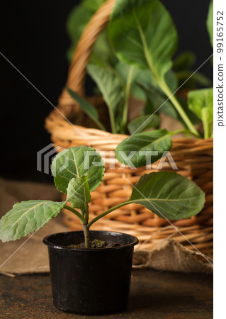 Fresh cabbage seedlings on a dark background 99165752