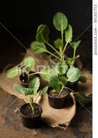 cabbage seedlings in small containers on a dark background cabbage seedlings in small containers on a dark background 99165753