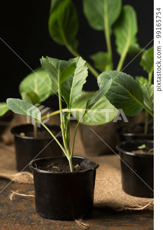 cabbage seedlings in containers on a dark background cabbage seedlings in containers on a dark background 99165754