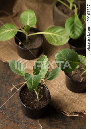 Fresh cabbage seedlings in containers Fresh cabbage seedlings in containers 99165757