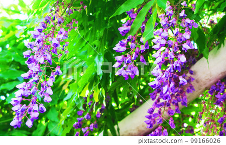 紫藤花的景觀 紫藤花的景觀 99166026