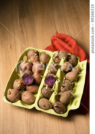 Germination of potatoes in a box 99166319