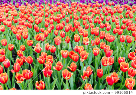 Red tulip field in winter 99166814