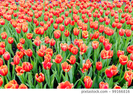 Red tulip field in winter Red tulip field in winter 99166816