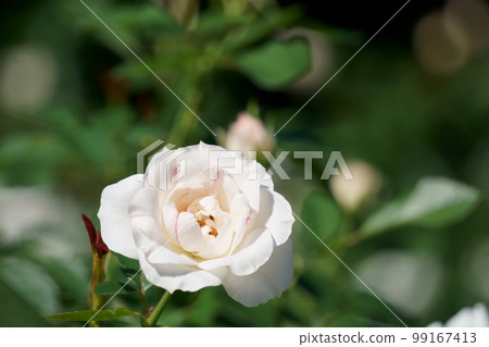 White Rose Flower Carte Blanche 99167413