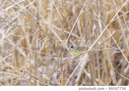 一隻野鳥潛伏在枯萎的蘆葦叢中 一隻野鳥潛伏在枯萎的蘆葦叢中 99167736