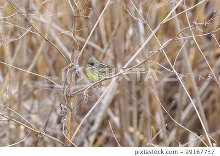 一隻野鳥潛伏在枯萎的蘆葦叢中 99167737
