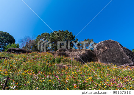 Beautiful meadow wildflowers straw flower in the mountains Phu Hin Rong Kla National Park, Thailand 99167818