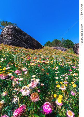 Beautiful meadow wildflowers straw flower in the mountains Phu Hin Rong Kla National Park, Thailand 99167826
