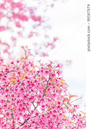 Beautiful Wild Himalayan Cherry Blooming pink Prunus cerasoides flowers at Phu Lom Lo Loei and Phitsanulok of Thailand Beautiful Wild Himalayan Cherry Blooming pink Prunus cerasoides flowers at Phu Lom Lo Loei and Phitsanulok of Thailand 99167874