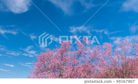 landscape of Beautiful Wild Himalayan Cherry Blooming pink Prunus cerasoides flowers at Phu Lom Lo Loei and Phitsanulok of Thailand 99167907
