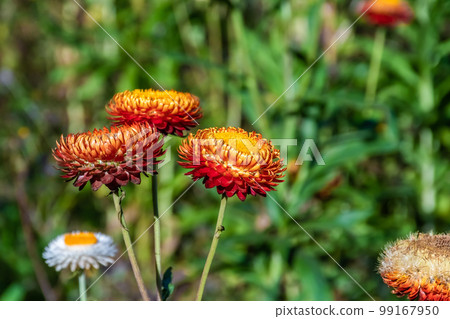 Beautiful meadow wildflowers straw flower in the mountains Phu Hin Rong Kla National Park, Thailand 99167950