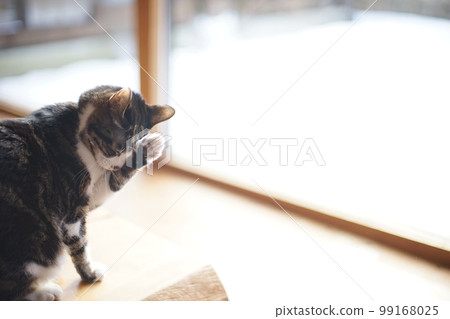 A pheasant cat washing its face with a snowy garden in the background 99168025