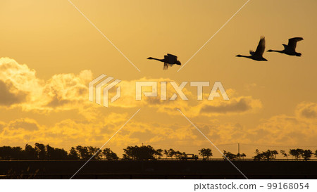 Morning sun and swans flying Morning sun and swans flying 99168054