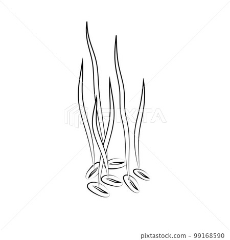 Sprouted wheat seeds. Germinated wheat icon sign. Plant illustration 99168590