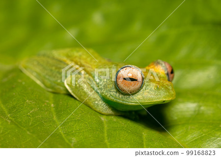Elena's Treefrog, Boophis elenae, frog in Ranomafana National Park, Madagascar wildlife 99168823