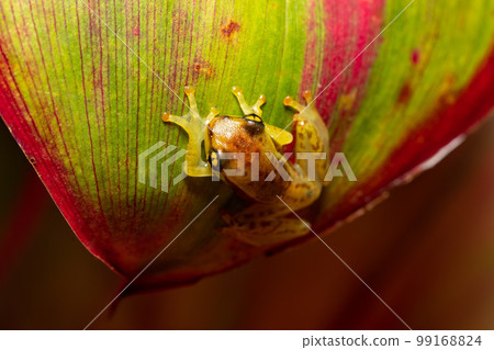 Boophis genus - Juvenile, Ranomafana National Park, Madagascar wildlife Boophis genus - Juvenile, Ranomafana National Park, Madagascar wildlife 99168824