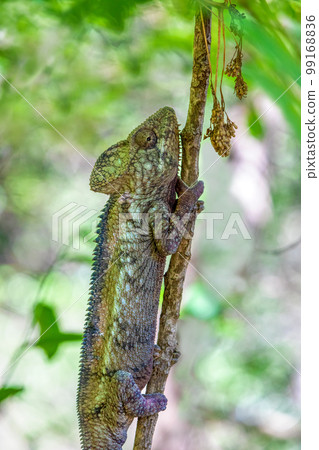 Oustalet's chameleon, Furcifer oustaleti, Anja Community Reserve, Madagascar wildlife 99168836