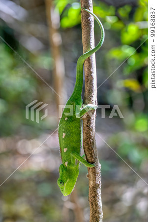Warty chameleon spiny chameleon or crocodile chameleon, Furcifer verrucosus, Isalo National Park. Madagascar wildlife 99168837