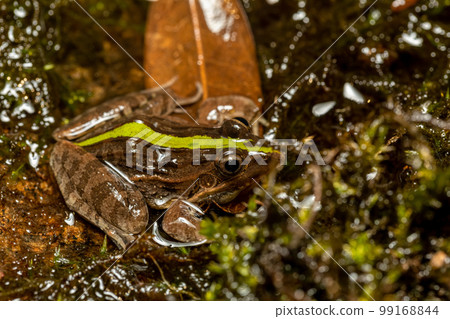 Mascarene grass frog, Ptychadena mascareniensis, Ambalavao, Andringitra National Park, Madagascar wildlife 99168844