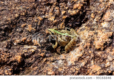 Mascarene grass frog, Ptychadena mascareniensis, Ambalavao, Andringitra National Park, Madagascar wildlife 99168846