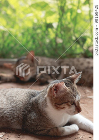 Two sleepy barn kittens lazing around, on a warm afternoon showing the candid authentic moment of a simple sustainable rural life and springtime 99169429