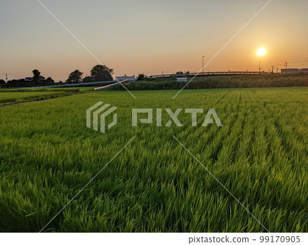 Paddy field 99170905