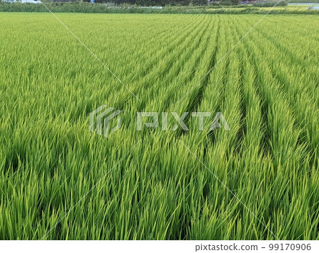 Paddy field 99170906