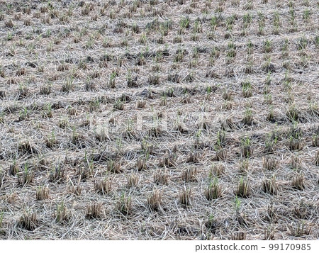 Paddy field Paddy field 99170985