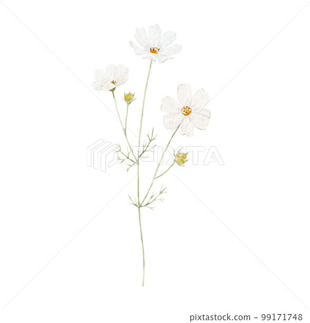 Beautiful floral stock illustration with hand drawn watercolor white wild field flowers. Clip art. Beautiful floral stock illustration with hand drawn watercolor white wild field flowers. Clip art. 99171748