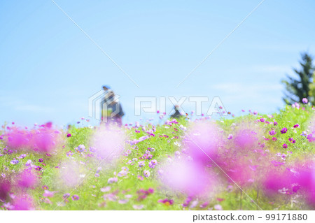 Cosmos in full bloom and blue sky (soft tone with filter) 99171880