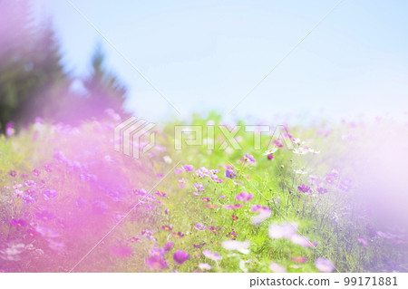 Cosmos in full bloom and blue sky (soft tone with filter) 99171881