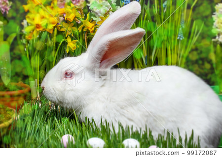 Easter bunny 99172087