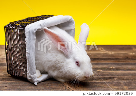 Rabbit in wicker basket 99172089