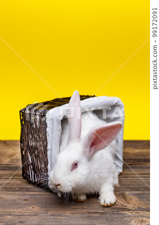 Rabbit in wicker basket 99172091