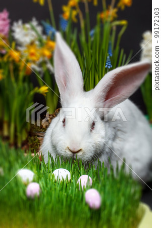 Rabbit in the grass Rabbit in the grass 99172103