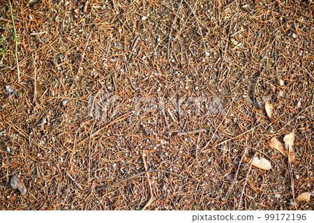 Dried pine pin Dried pine pin 99172196