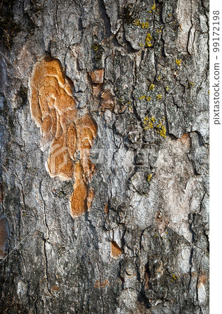 Natural texture Natural texture 99172198