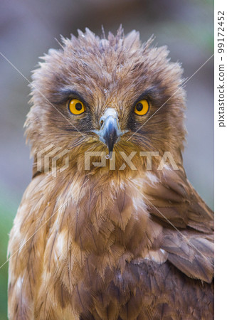 Eagle Close Up Portrait. High quality photo 99172452