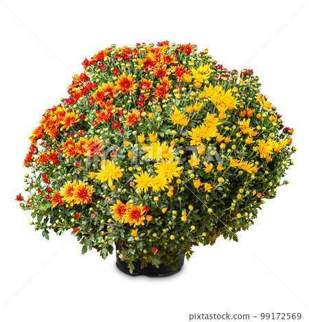 Bouquet of colorful chrysanthemums flowers 99172569