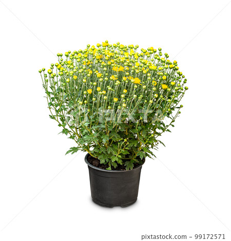 Pot of yellow flowering chrysanthemums 99172571