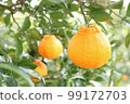 3 yellow dekopons in a field 99172703