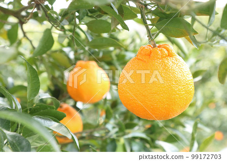 3 yellow dekopons in a field 3 yellow dekopons in a field 99172703