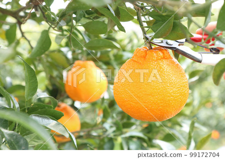 Picking yellow Dekopon with scissors 3 pieces Picking yellow Dekopon with scissors 3 pieces 99172704