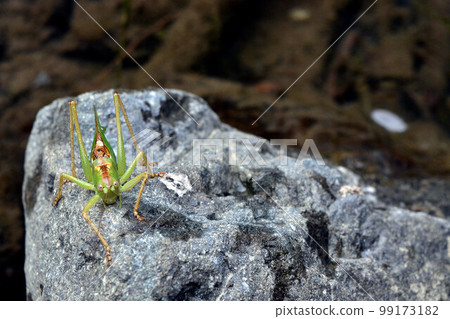 小溪里的一塊石頭上長了一個灌木疣 99173182