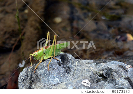 There was a bush wart on a stone in the stream There was a bush wart on a stone in the stream 99173183